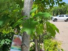 Northern Red Oak