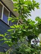 Northern Red Oak