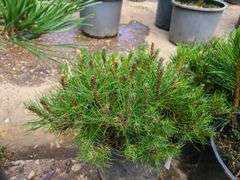 3) Pines