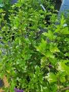 2) Bali Hibiscus Plants
