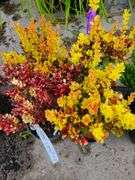 4) Orange Torch Barberry