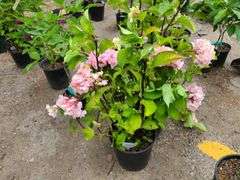 2) Hydrangea