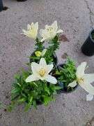 3) Dwarf Asiatic Lilies