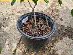 Cold Hardy Fig