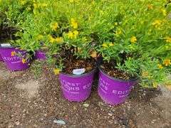3) Cobalt-N-Gold Hypericum