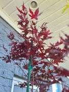 Amagi Shigure Japanese Maple, Acer Palmatum Garnet