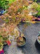 Red Leaf Laceleaf Japanese Maple
