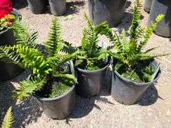 3) Western Sword Fern