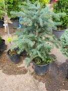 Colorado Blue Spruce