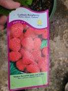 2) Raspberry Bushes