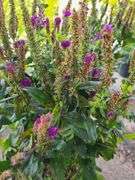 3) Purplegum Candles Veronica