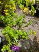 2) Marmalade Potentilla