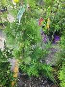Thuja Skybound Arborvitae, Green Giant Arborvitae