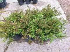 6) Heather Bushes