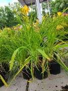 6) Daylily