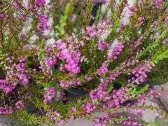 3) Purple Heather Calluna Vulgaris