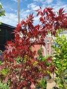 Japanese Maple