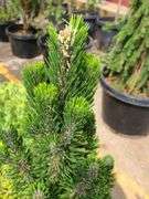 Pine Tree