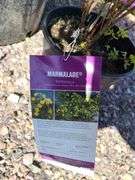 Juniperus Hor Blue Chip, Marmalade Pontenilla