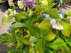 Hydrangea