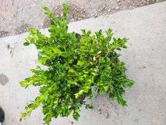 3) Winter Gem Boxwood