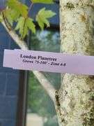 London Planetree