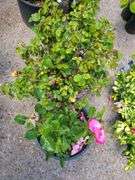 2) Rose Bushes
