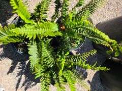 3) Western Sword Fern