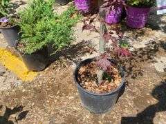 Japanese Maple