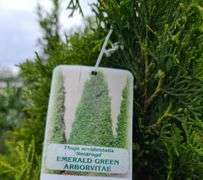 2) Emerald Green Arborvitaes