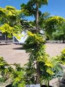 Graci Cypress