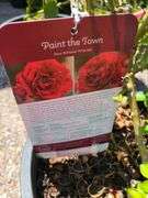 2) Rose Bushes