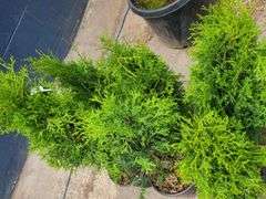 6) Skybound Arborvitae