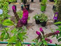 3) Miss Molly Butterfly Bush
