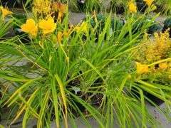 6) Daylily