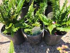 3) Western Sword Fern