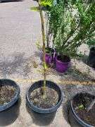 Sunburst Honeylocust