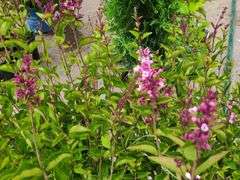 2) Josee Reblooming Lilac