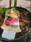 1) Red Raspberry and 2) Everbearing Raspberry