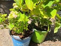 2) Hydrangea