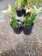 2) Dwarf Asiatic Lilies