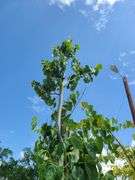 Shade Tree