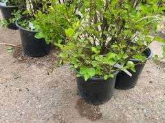 2) Reblooming Lilac