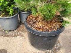 Austria Pine