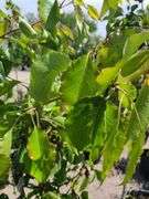 Bradford Pear, Cherry Tree