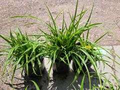 3) Carex Ice Dance