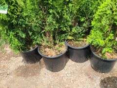 7) Skybound Arborvitae