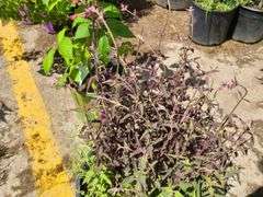 Japanese Spirea