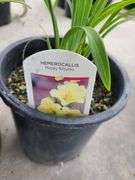 2) Hemerocallis Happy Returns, Dwarf Asiatic Lilly
