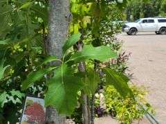 Northern Red Oak